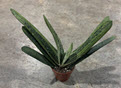 2" Gasteria Little Warty